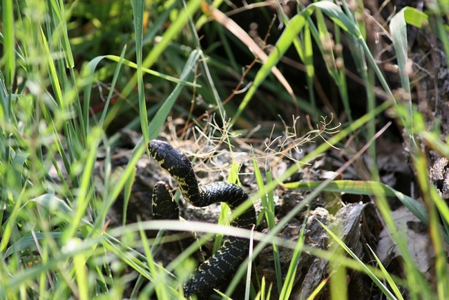 Lotta tra Coluber viridiflavus - Hierophis viridiflavus